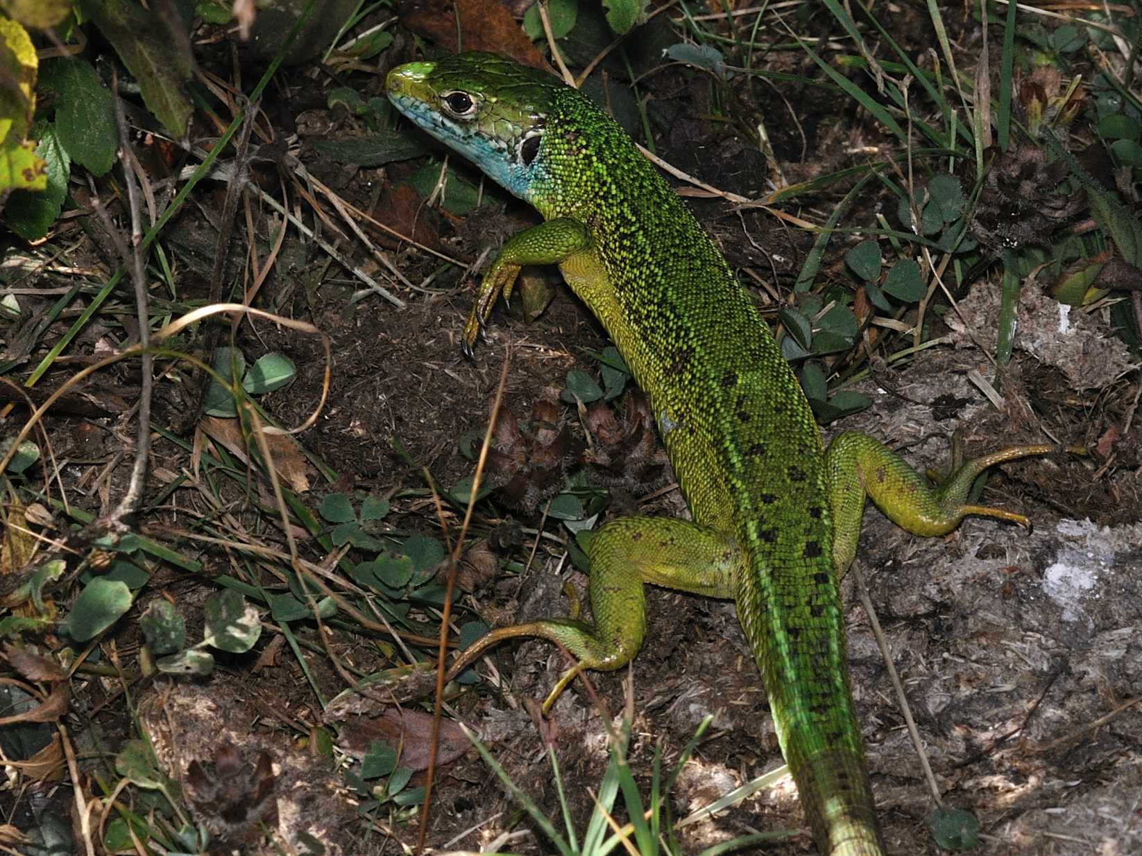 Lacertidae - Lacerta bilineata ?